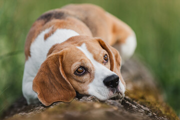 Hund, Beagle, Sommer