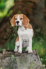 Hund, Beagle, Sommer