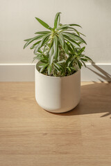 A white flowerpot with a palm from Brazil on wooden floors