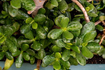 Number of jade plant leaves filled with water drops