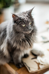Katze, Maine Coon, Wohnzimmer, hell