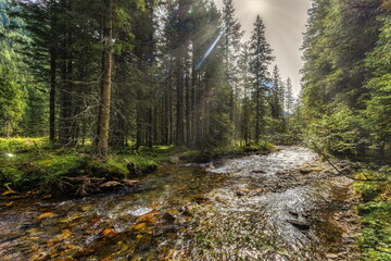 creek in the woods, Lake Etrachsee, Styria, Austria
