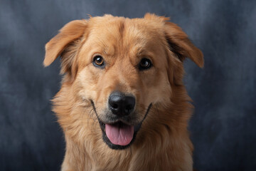 Furry friend headshot. Golden retriever crossbreed.