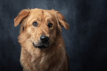 Crossbreed golden retriever.