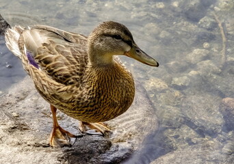 Duck Lake Etrachsee, Styria, Austria