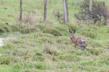 European brown hare (Lepus europaeus) with car injury showing bare skin no fur on back
