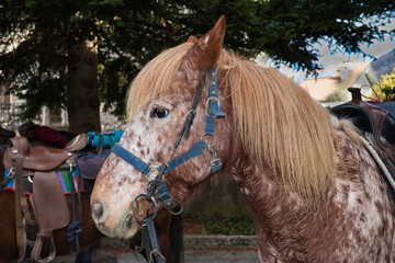 Appaloosa horse, with halter and bridle, at a halt on a trek.