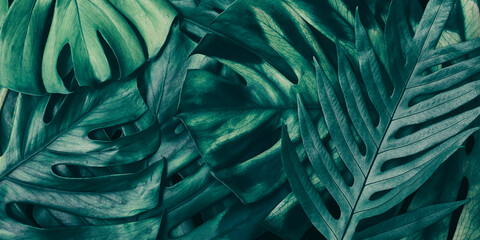 Tropical leaves, green nature background
