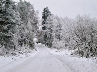 Winter landscape with snow on the trees and on the ground and a plowed road in the forest.