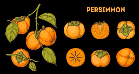 Persimmons fruit. Hand drawn design elements. Vector illustration. Design, package, brochure illustration. Persimmon fruit illustration. Design elements for packaging design and other.