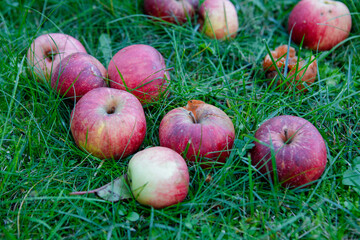 jabłka leżące w trawie,  opadłe jabłka