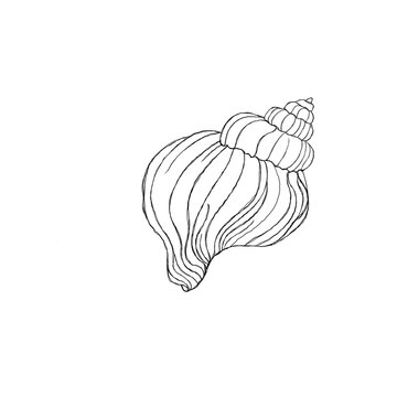 recommend clip art: Line art illustration of a seashell on blue watercolor background. Shell tattoo idea. Hand drawn nautical engraving of nautical prints isolated on white background