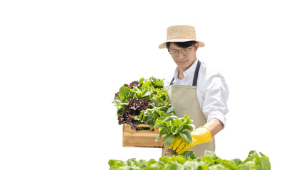 Owner of the hydroponics vegetable garden holds a basket of vegetables in the greenhouse. Beautiful organic green and purple lettuce in the farm, Healthy fruits and vegan food concept.