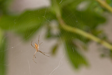 A close-up of a spider in its web.