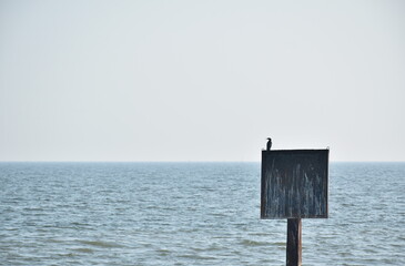 sea bird standing on sign in sea and finding for food in sunny day 
