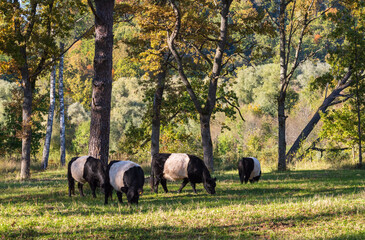 Herd of black belted Galloway cows grazing in forest of Gauja National park on sunny autumn day