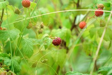 Branch of ripe raspberries in a garden. Red raspberries and green leaves in garden, close up. Selective focus