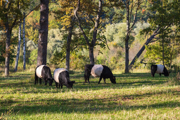 Herd of black belted Galloway cows grazing in forest of Gauja National park on sunny autumn day