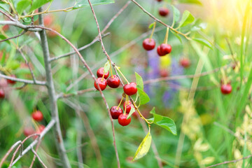 Fototapeta premium Ripe red cherry berry on a tree. High vitamin C and antioxidant fruits. Selective focus