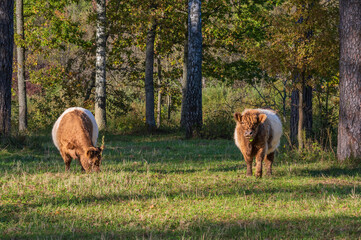 Two red belted Galloway cows grazing in forest of Gauja National park on sunny autumn day