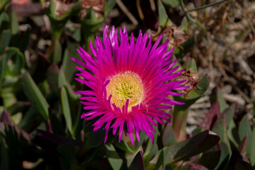 A pink flower, Sally-my-handsome, carpobrotus acinaciformis.