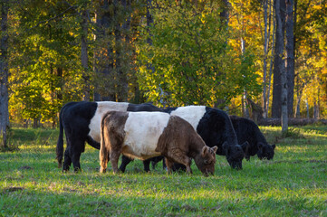 Herd of black and red belted Galloway cows grazing in forest of Gauja National park on warm autumn evening
