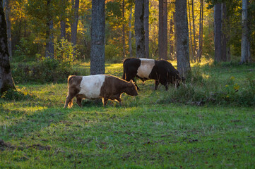 
Two belted Galloway cows (one red and one black cow) grazing in forest of Gauja National park on sunny autumn evening
