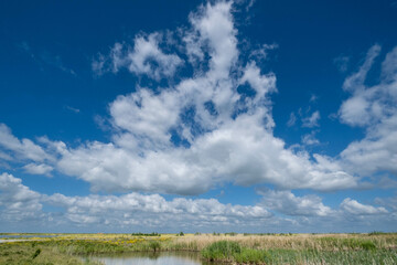 Obraz premium Naturereserve Marker Wadden, Flevoland provnce, The Netherlands
