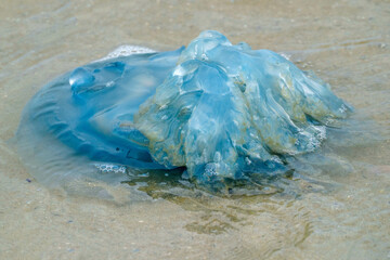 Kwal || Jellyfish