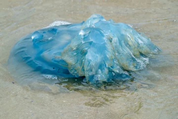 Fototapeten Kwal    Jellyfish © Holland-PhotostockNL
