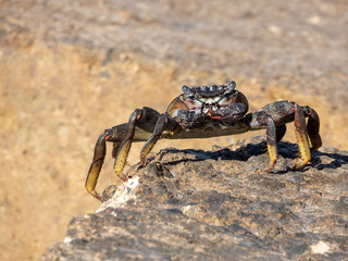Closeup of crab on rock