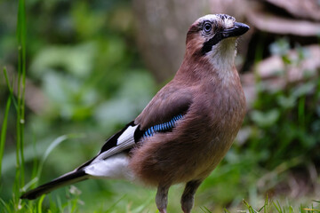 Gaai - Jay