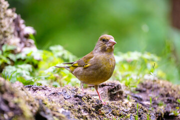 Groenling - Greenfinch