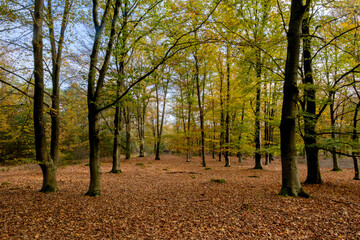 Nature reserve Sallandse Heuvelrug