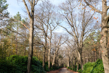 Obraz premium Nature reserve Sallandse Heuvelrug