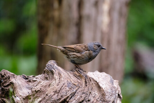 Heggenmus - Hedge Sparrow