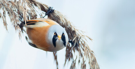 Bearded Parrotbill Panurus biarmicus as he searches for food seeds on a stalk of grass in the cold...