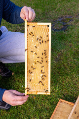 Pszczoły miodne na ramce ula - obrazy, fototapety, plakaty