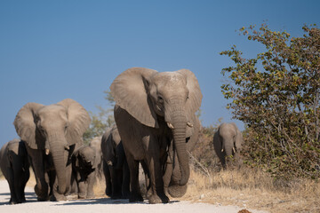 Fototapeta na wymiar a herd of African elephants walking along the road to the watering hole of namibia