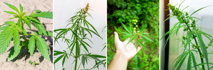 Collage or Collection of marijuana. Hemp products concept, textiles and medicines on the background of a cannabis leaf.