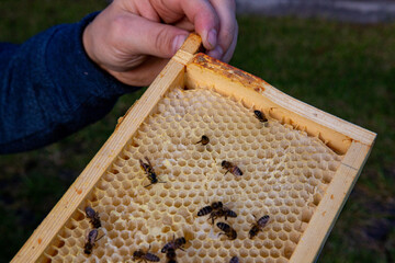 Pszczoły miodne na ramce ula