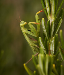 mantis religiosa