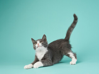 gray and white kitten play on a mint background. young cute cat in the studio