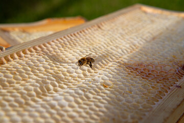 Pszczoła miodne na ramce ula, szuka miodu - obrazy, fototapety, plakaty