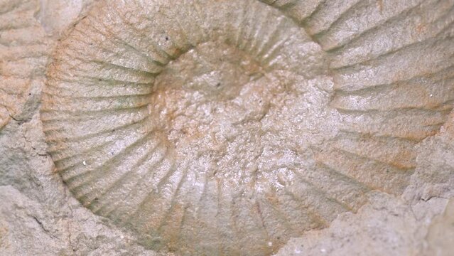ammonite fossil in studio