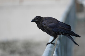 Black Crow on a Fence