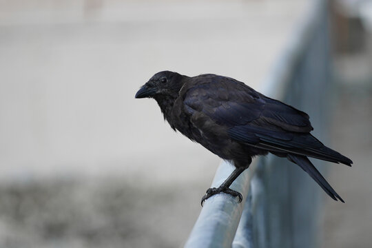 Black Crow on a Fence