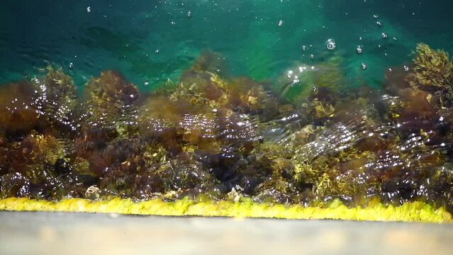 Algae on the stone. Green algae and brown algae on the rocks at a shallow depth sway in the waves. Slow motion.