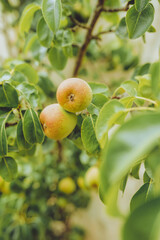 Green apples in the beautiful italian garden