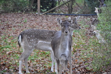 Naklejka na ściany i meble Closeup of a two young female deer in a beautiful green field.Female fallow deer in autumn in Germany.White Tail Deer Autumn.
